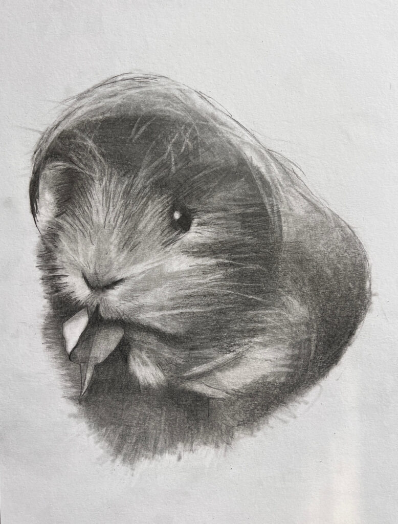 Portraits 6 Guinea Pig Portrait